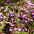 Bauera rubioides 140mm White