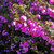 Bauera rubioides 'Candy Stripe' 140mm