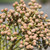 Berzelia lanuginosa Buttonbush Rose 140mm
