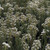 Berzelia Lanuginosa 'Buttonbush Snow' 140mm