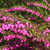 Boronia 'Lipstick' 140mm