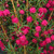 Boronia 'Mirabelle' 140mm