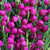 Boronia Plum Bells 140mm