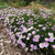 Brachyscome Multifida 'Mauve Mystery' 140mm