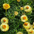 Bracteantha Daisy Field Gold 140mm