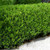 Buxus microphylla var. japonica 140mm