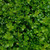 Buxus sempervirens Topiary Ball 10in 250mm