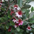 Feijoa sellowiana 140mm