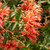 Grevillea 'Apricot Tingle' 140mm
