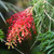Grevillea 'Ned Kelly' 140mm
