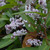 Hardenbergia violacea 'Free 'N' Easy' 140mm