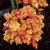 Heuchera 'Marmelade' 140mm