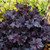 Heuchera 'Obsidian' 140mm