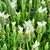 Lavandula Jav Forte White 140mm