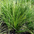Lomandra confertifolia 'Little Pal' 140mm