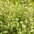 Pittosporum 'Mighty Screen' 140mm
