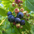 Vaccinium Vitality 140mm
