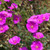 Calandrinia spectabilis 140mm