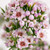 Chamelaucium Giselle 140mm