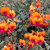 Chorizema varium 'Fire Sticks' 140mm