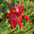 Clianthus Puniceus Parrots Beak 140mm Scarlet