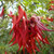 Clianthus Puniceus 'Parrots Beak' 140mm Red