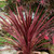Cordyline 'Red Star' 140mm