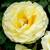 Rosa 'Graham Ross Am' 8in  200mm