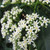 Cuttsia viburnea 140mm