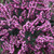 Erica × darleyensis 140mm