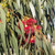 Eucalyptus 'Euky Dwarf' 140mm