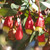 Eucalyptus forrestiana 140mm