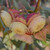 Eucalyptus kingsmillii 140mm