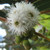 Eucalyptus lacrimans 140mm