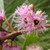 Eucalyptus Lansdowneana Albopurpurea 8in  200mm
