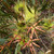Eucalyptus lehmannii 140mm