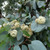 Eucalyptus polyanthemos 140mm