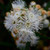 Eucalyptus pulchella 140mm