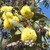 Eucalyptus woodwardii 140mm