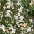 Eucryphia lucida 'Leatherwood Cream' 8in  200mm