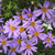 Felicia angustifolia 140mm