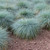 Festuca glauca 3in  75mm