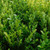 Ficus Hilli Flash 140mm