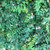 Ficus pumila 140mm