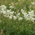 Filipendula ulmaria 140mm