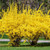 Forsythia 'Lynwood Gold' 8in  200mm