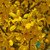 Forsythia x 'Beatrix Farrand' 7in  175mm