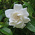 Gardenia augusta 'Florida' 140mm