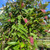 Grevillea 'Aussie Crawl' Std 12in 300mm