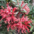 Grevillea 'Big Red' 140mm